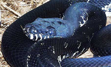 black_python